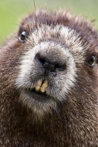 Preview wallpaper beaver, face, teeth, fur