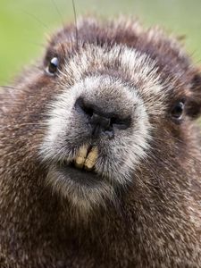 Preview wallpaper beaver, face, teeth, fur