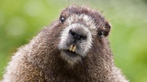 Preview wallpaper beaver, face, teeth, fur
