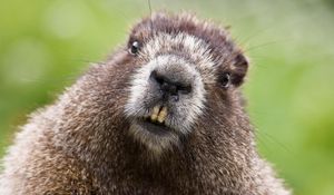 Preview wallpaper beaver, face, teeth, fur