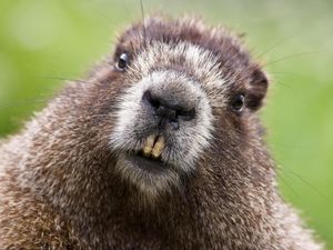 Preview wallpaper beaver, face, teeth, fur