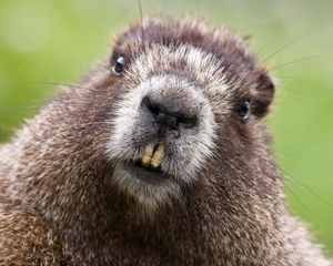 Preview wallpaper beaver, face, teeth, fur