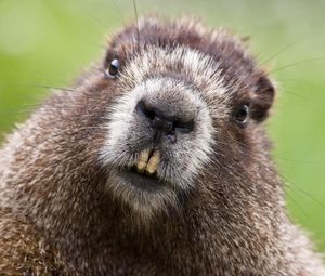 Preview wallpaper beaver, face, teeth, fur