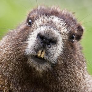 Preview wallpaper beaver, face, teeth, fur