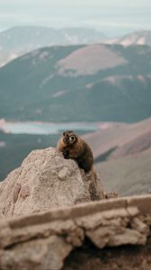 Preview wallpaper beaver, rock, stone, animal, wildlife