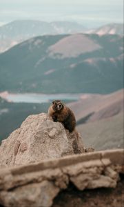 Preview wallpaper beaver, rock, stone, animal, wildlife