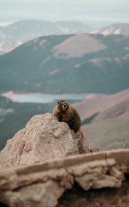 Preview wallpaper beaver, rock, stone, animal, wildlife