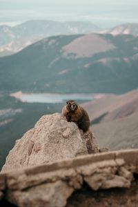 Preview wallpaper beaver, rock, stone, animal, wildlife