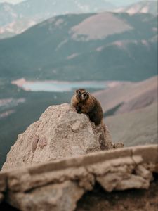 Preview wallpaper beaver, rock, stone, animal, wildlife