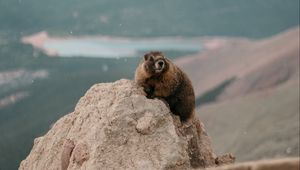 Preview wallpaper beaver, rock, stone, animal, wildlife