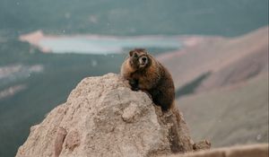 Preview wallpaper beaver, rock, stone, animal, wildlife