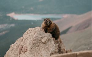 Preview wallpaper beaver, rock, stone, animal, wildlife