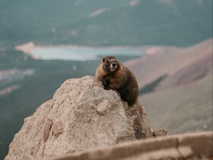 Preview wallpaper beaver, rock, stone, animal, wildlife