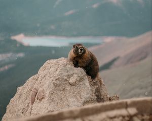 Preview wallpaper beaver, rock, stone, animal, wildlife