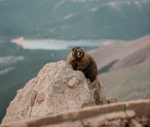 Preview wallpaper beaver, rock, stone, animal, wildlife