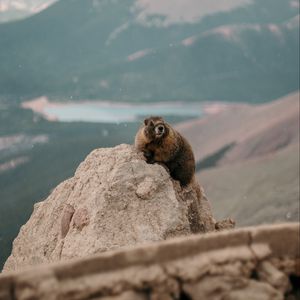 Preview wallpaper beaver, rock, stone, animal, wildlife