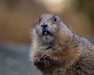 Preview wallpaper beaver, rodent, animal, brown