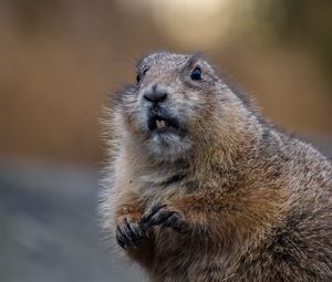 Preview wallpaper beaver, rodent, animal, brown