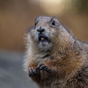 Preview wallpaper beaver, rodent, animal, brown