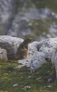 Preview wallpaper beaver, sitting, grass, rocks