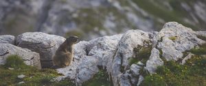 Preview wallpaper beaver, sitting, grass, rocks