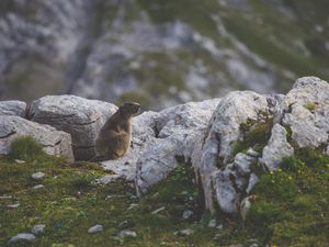 Preview wallpaper beaver, sitting, grass, rocks