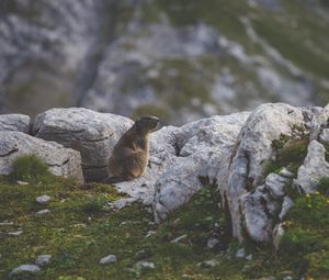 Preview wallpaper beaver, sitting, grass, rocks