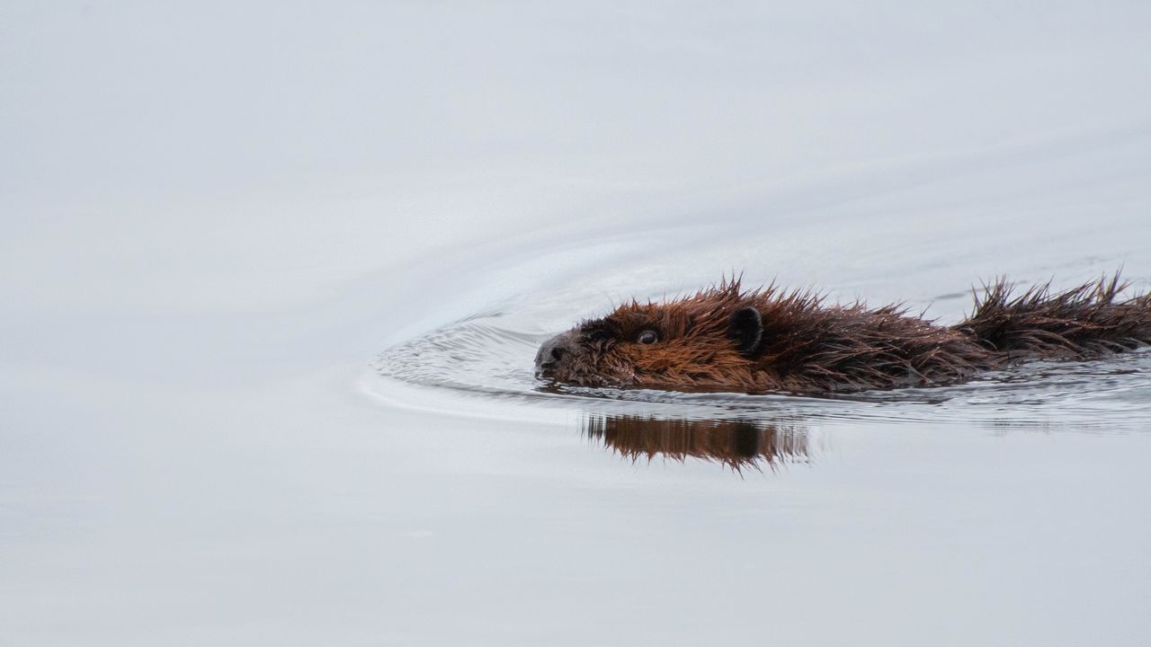 Wallpaper beaver, water, swimming, wildlife