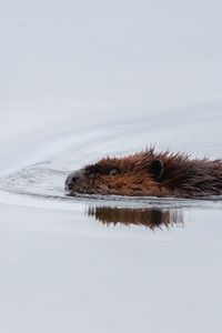 Preview wallpaper beaver, water, swimming, wildlife