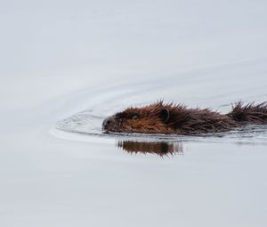 Preview wallpaper beaver, water, swimming, wildlife