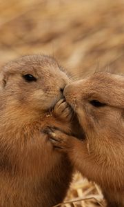 Preview wallpaper beavers, couple, kiss, caring