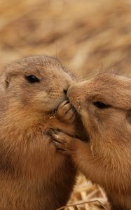 Preview wallpaper beavers, couple, kiss, caring