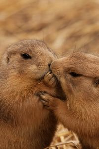 Preview wallpaper beavers, couple, kiss, caring