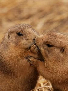 Preview wallpaper beavers, couple, kiss, caring