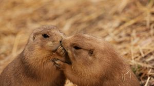 Preview wallpaper beavers, couple, kiss, caring