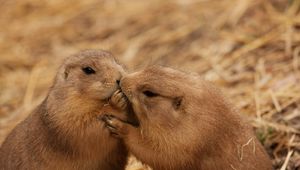 Preview wallpaper beavers, couple, kiss, caring