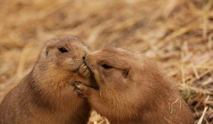 Preview wallpaper beavers, couple, kiss, caring