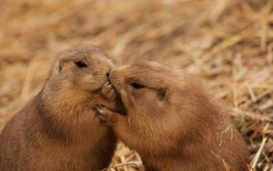 Preview wallpaper beavers, couple, kiss, caring