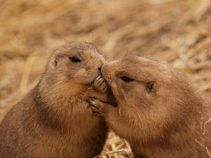 Preview wallpaper beavers, couple, kiss, caring