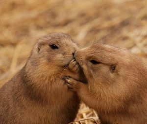 Preview wallpaper beavers, couple, kiss, caring