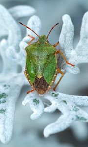 Preview wallpaper bedbug, plant, insect