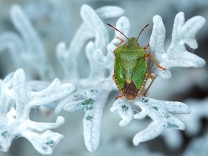 Preview wallpaper bedbug, plant, insect