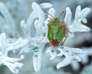 Preview wallpaper bedbug, plant, insect