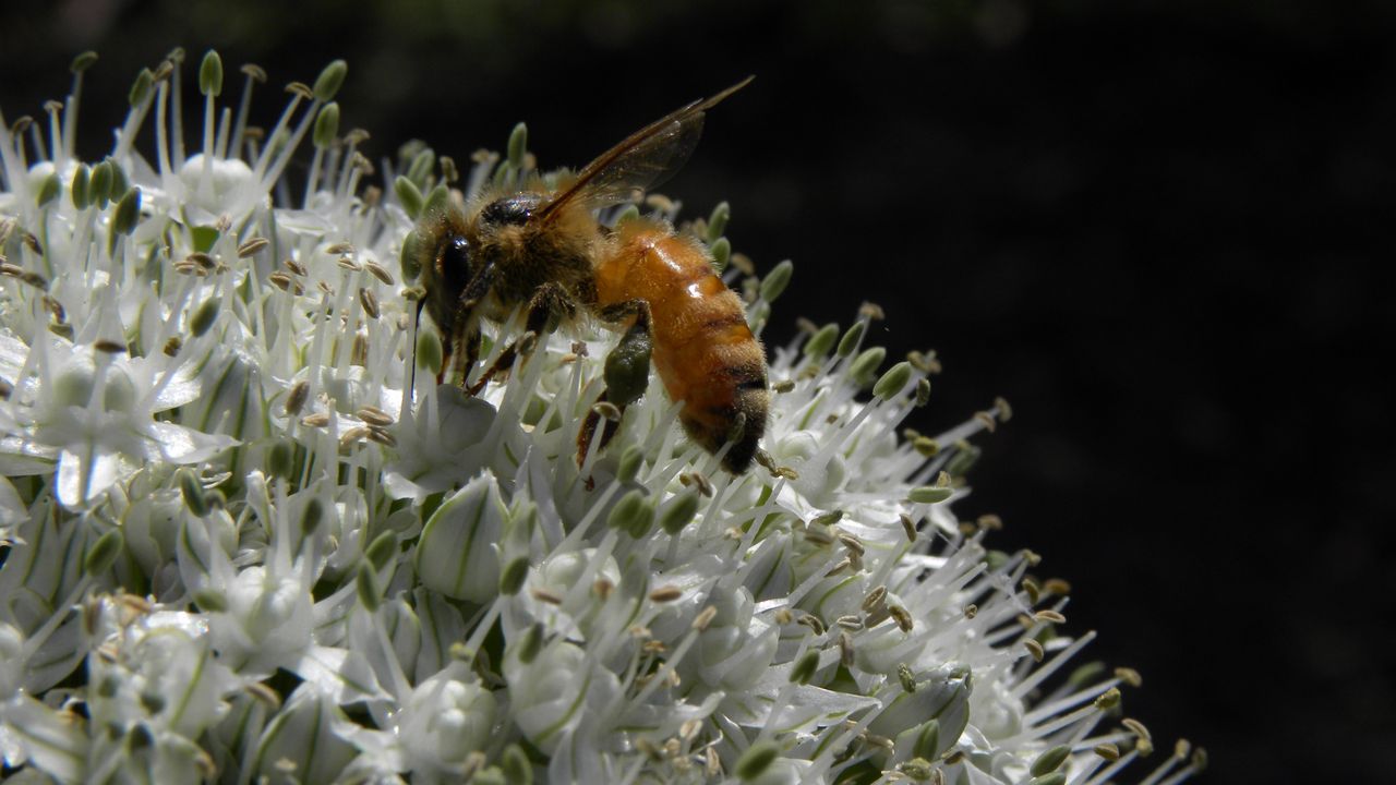 Wallpaper bee, allium, pollination, flower