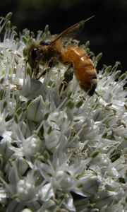 Preview wallpaper bee, allium, pollination, flower