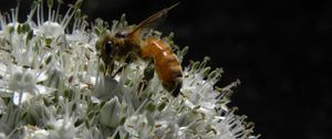 Preview wallpaper bee, allium, pollination, flower