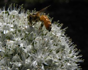 Preview wallpaper bee, allium, pollination, flower