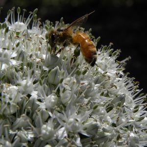 Preview wallpaper bee, allium, pollination, flower