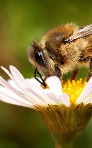 Preview wallpaper bee, background, flower