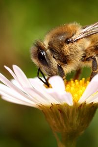 Preview wallpaper bee, background, flower